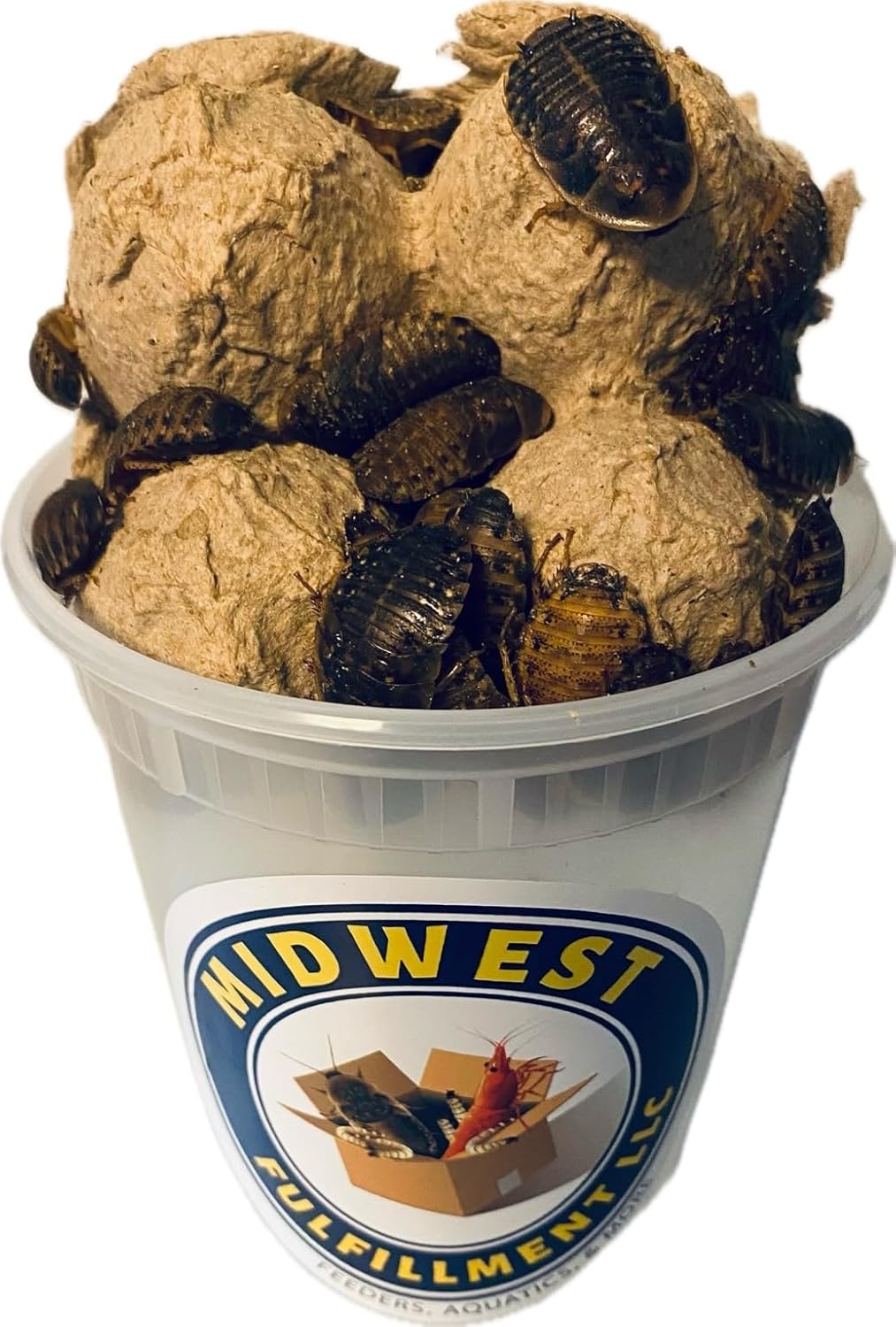 100 Large Dubia Roaches (1"+) – Live Feeder Insects for Reptiles, Amphibians & Insectivores