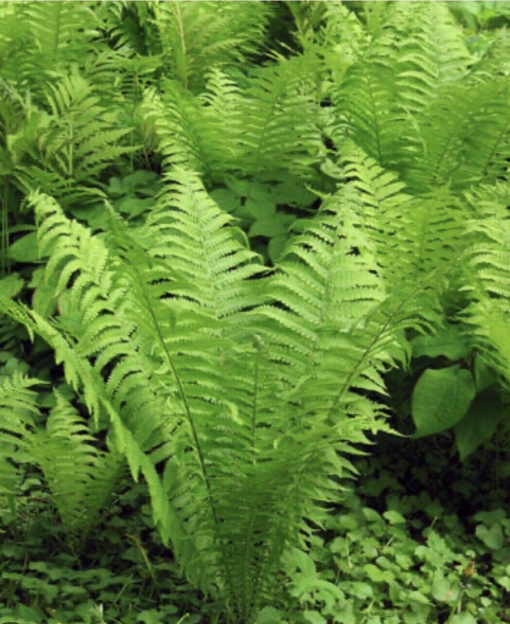 5 Tennessee Ostrich Glade Fern Rhizomes - Live Roots for Planting, Green