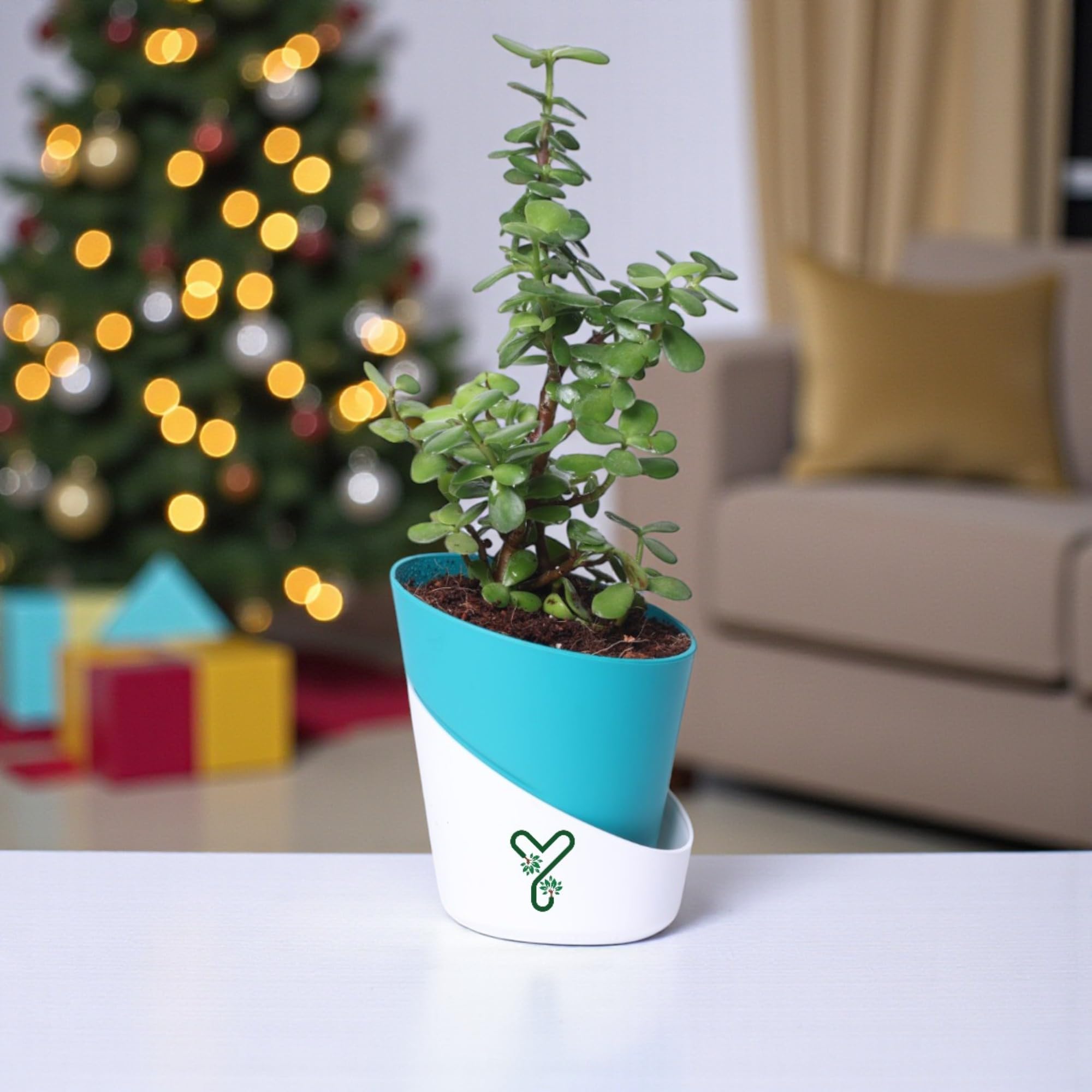 YoursPlants Jade Plants in Self Watering Pot -Good Luck Vastu Plant with Seed Paper Rakhi for Brother-image-37