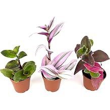 Tradescantia Trio 3-Pack Assorted Houseplants, Nanouk, Pale Puma, Purple Heart, Green, White, and Pink Leaves, 2" Pots