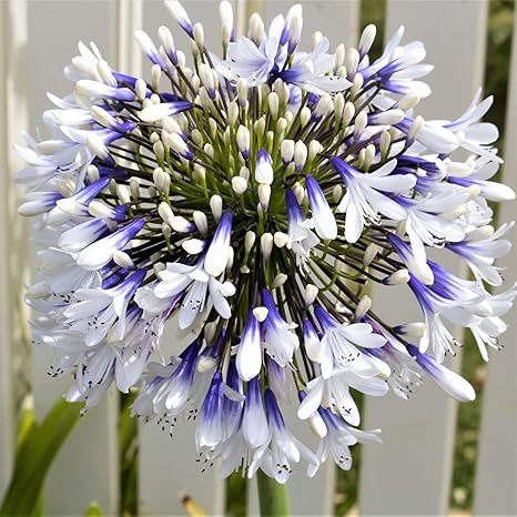 Amazon アガパンサスの種子 ハーディ 長い開花期間 花壇 レア アガパンサスサメン 高い発芽率 30 Pcs C 花