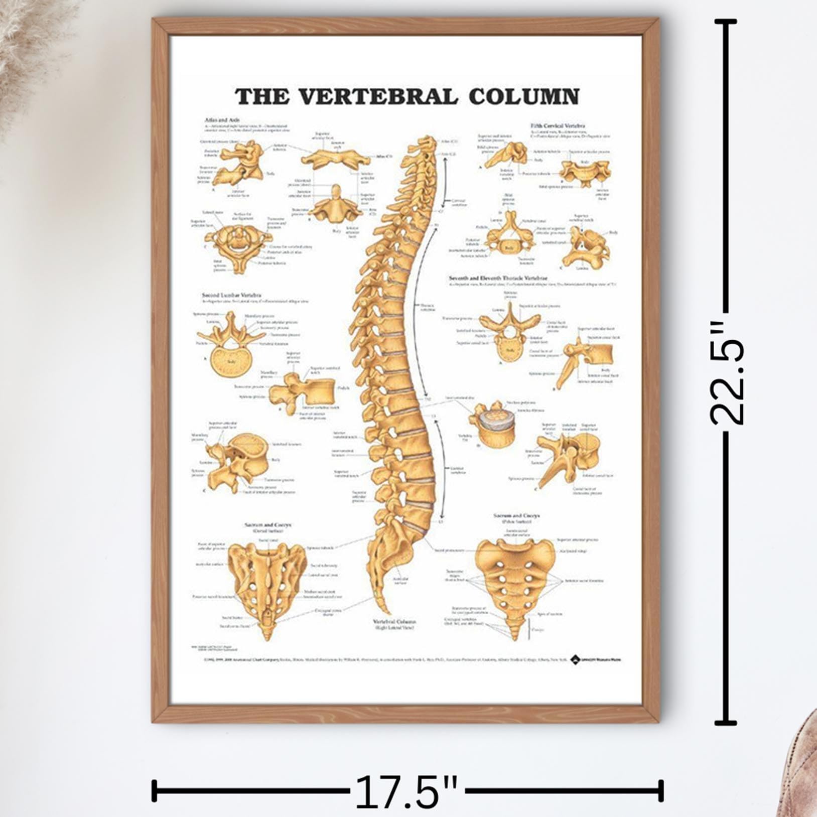Vertebral Column Anatomy Chart Poster Laminated