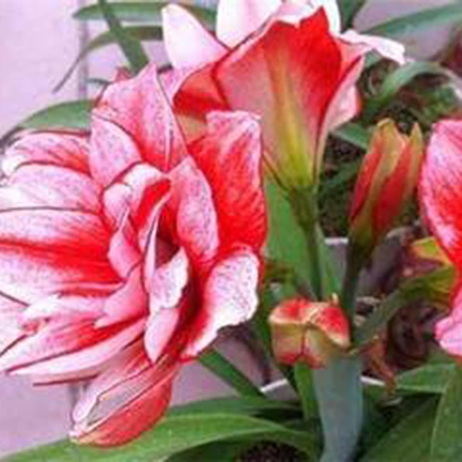 Amaryllis Seeds 20Pcs/Bag Amaryllis Seeds Quick Growth Landscaping Non GMO Easy Care Amaryllis Seeds Houseplants Garden Supplies Red
