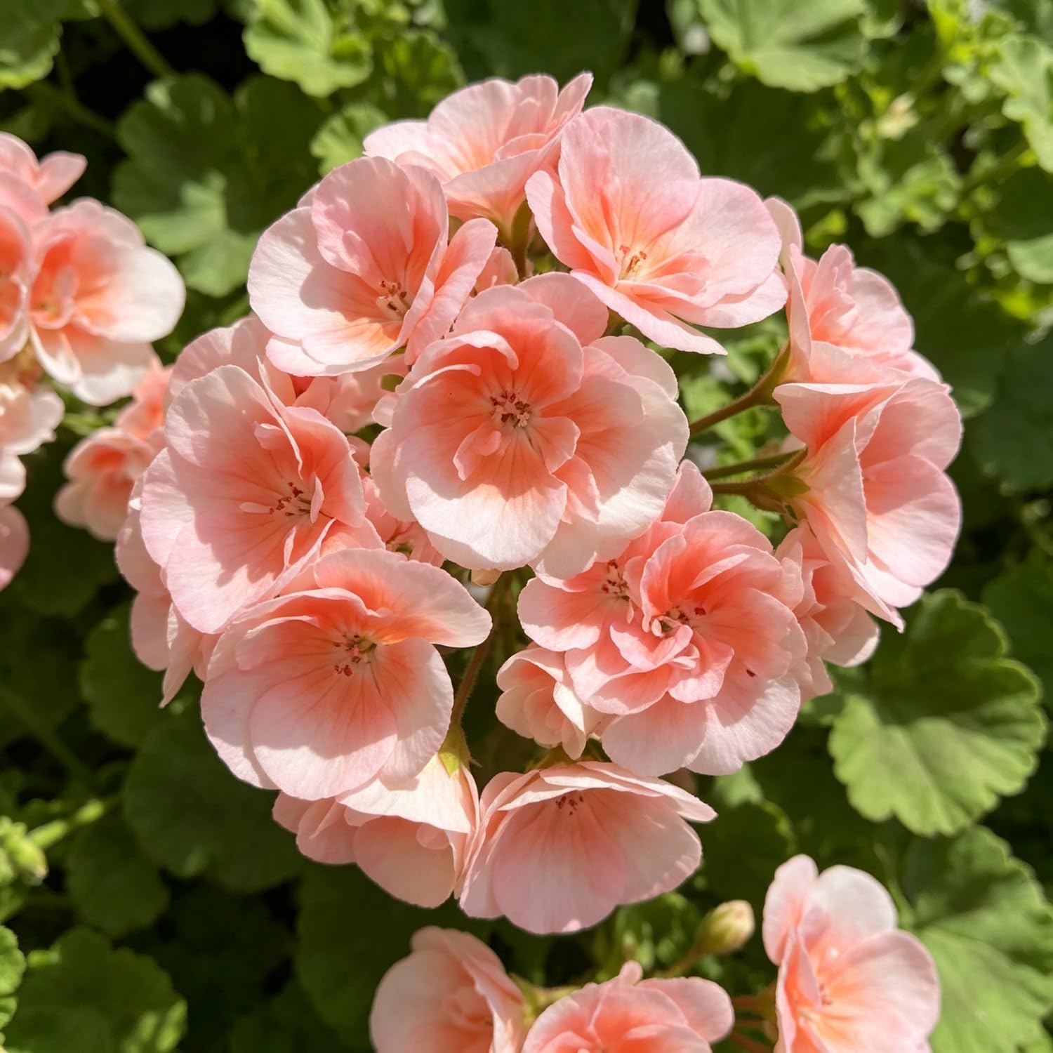 Double Geranium Seed-Hardy,Perennial, Vibrant Floral Display Garden