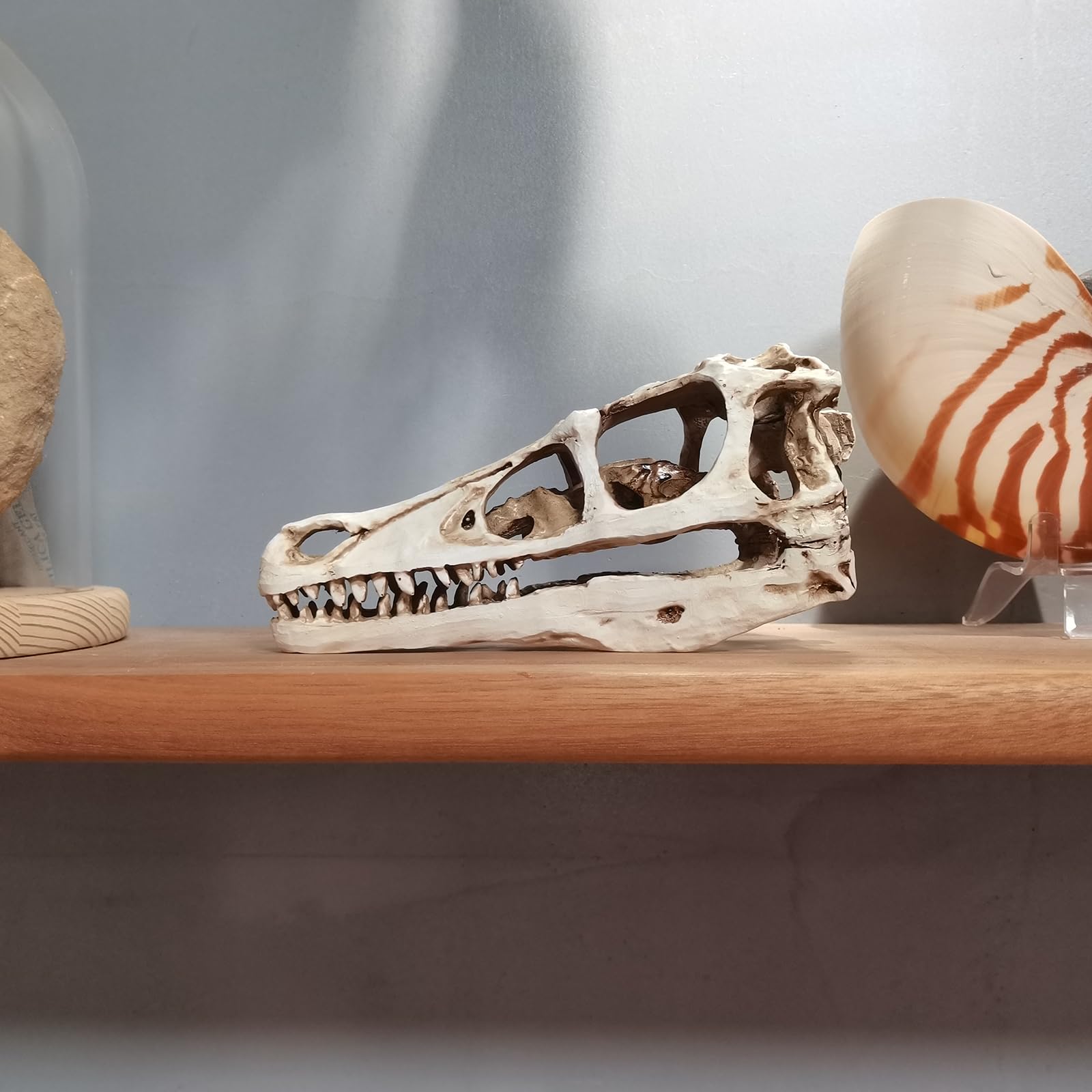 Realistisches Dinosaurier-Schädel-Velociraptor-Skelettmodell für Dinosaurier-Fossil-Dekoration,Braun,17cm
