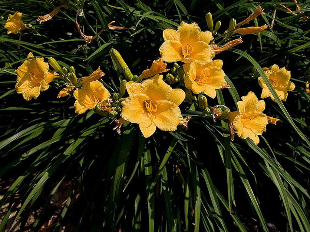 GARTHWAITE NURSERIES® : - Day Lily (Hemerocallis) Stella d oro 1 bareroot Perennial