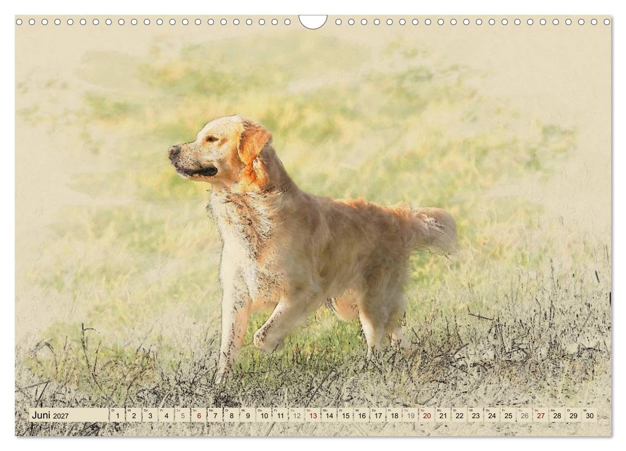 CALVENDO - Golden Retriever 2027 (Wandkalender 2027 DIN A3 quer), Monatskalender: Golden Retriever im kunstvollen Aquarell-Stil. Jedes Monatsmotiv gleicht einem kleinen Kunstwerk