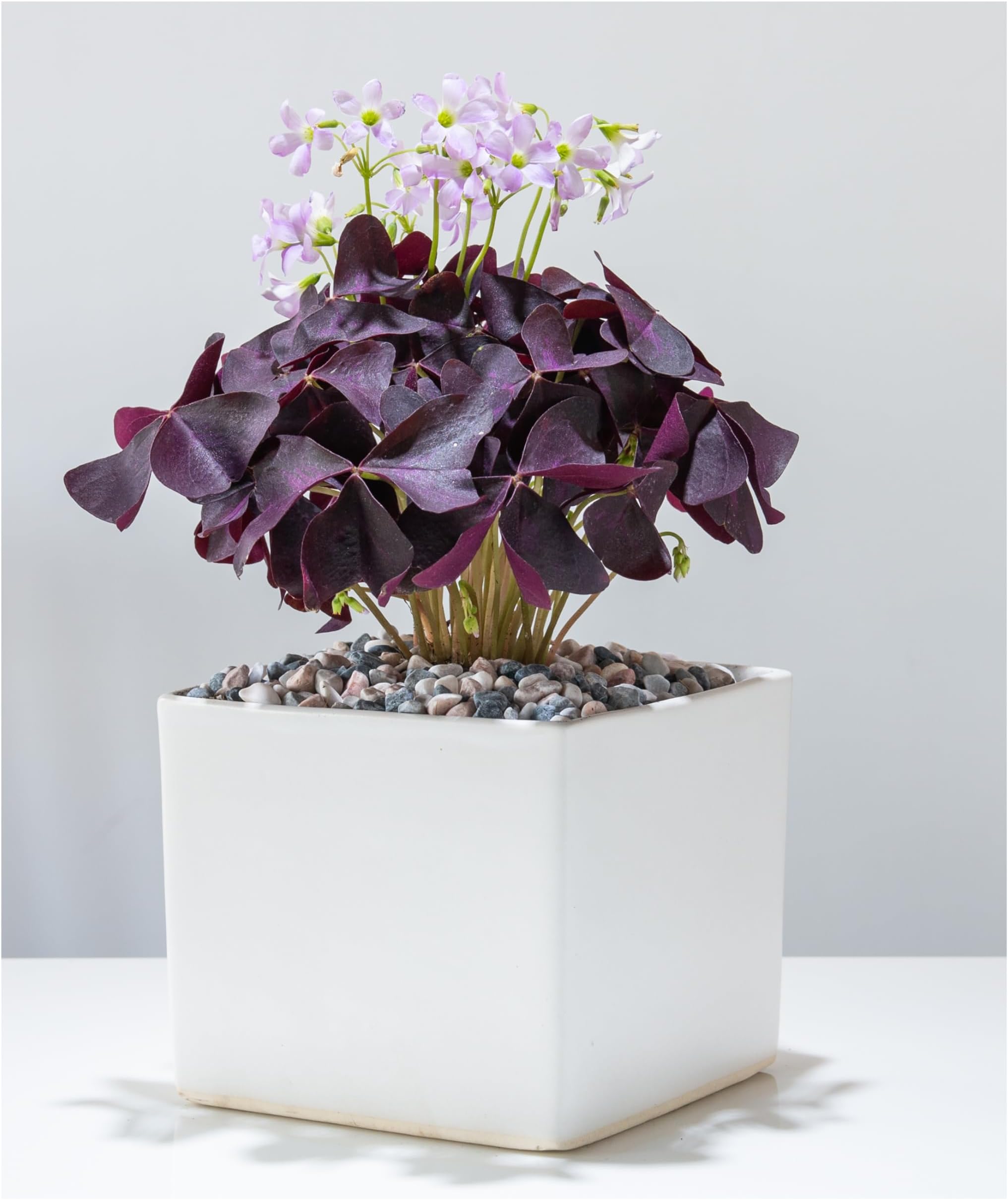10 x Oxalis Triangularis Bulbs โ Purple Shamrock Summer Flowering Houseplant Corms for Pots & Containers - Oliwierโs Bulbs