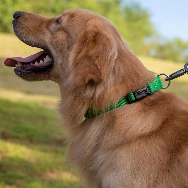 Foto 4 de 8 de Cuello de Trabajo Pesado clásico de Color sólido para Perros Grandes, medianos y pequeños