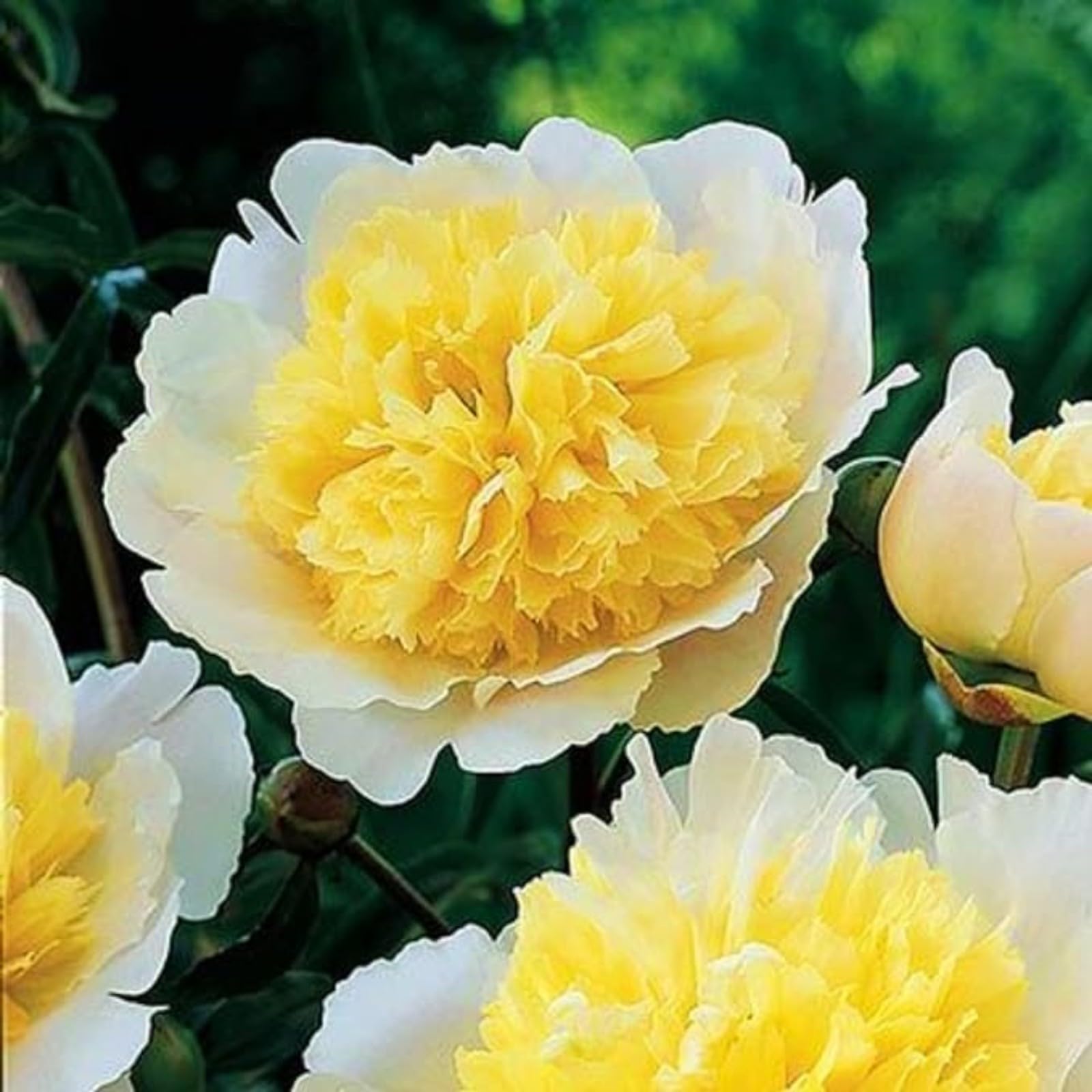 Peony Bulbs for Planting Now UK,Plant Bulbs,Hardy Perennial,Garden Flowers,Flowering Bulbs,Greening Flower,Wedding Flowers,Strong Plants That Grow Well-2Bulbs-B