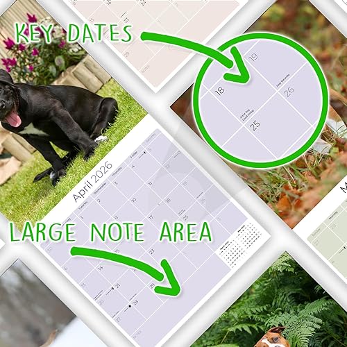 Miniatura 7 de Calendario 2025 2026 de American Staffordshire Terrier  Calendario mensual de pared de raza de perro  12" x 24" abierto  Papel grueso sin sangrado