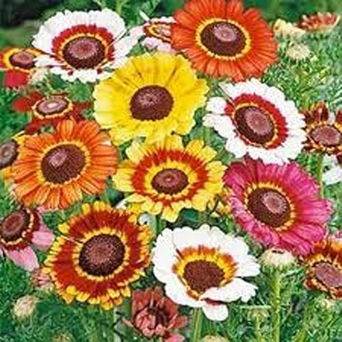 Margarita pintada, más de 25 semillas, hermosas flores de colores Mulit.