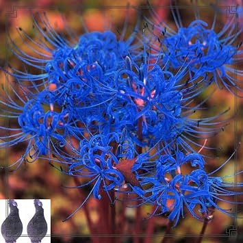 Gorgeous Spider Lily Bulbs Mix UK,Flowering Rhizome,Excellent Display,Perennial,Good for Containers,Iridescent,Hardy,Balcony Garden Bulbs.-2bulbs-E