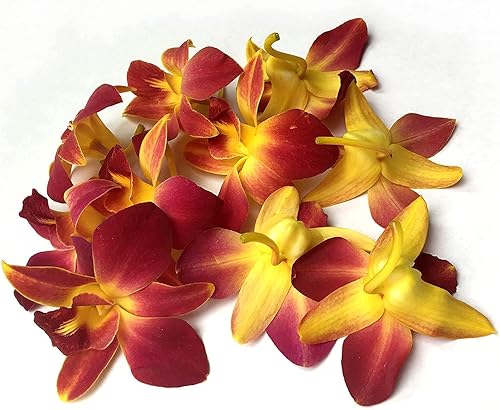 Miniatura 2 de Miami Fresh Orchid Flower OrchidClub USA Sunne Tropical Loose Bloom DIY Lei, decoración de alimentos y bebidas (50 amarillos)