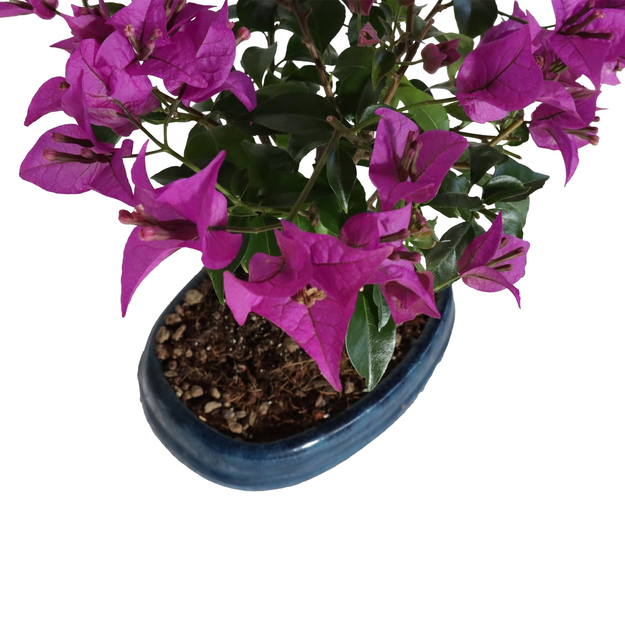 KENTIS - Bougainvillea Sanderiana Bonsai Baum Echt - Drillingsblume Balkon Pflanze - Bougainvillier Blühende Gartenbonsai - H 30/40 cm Topf 19 cm