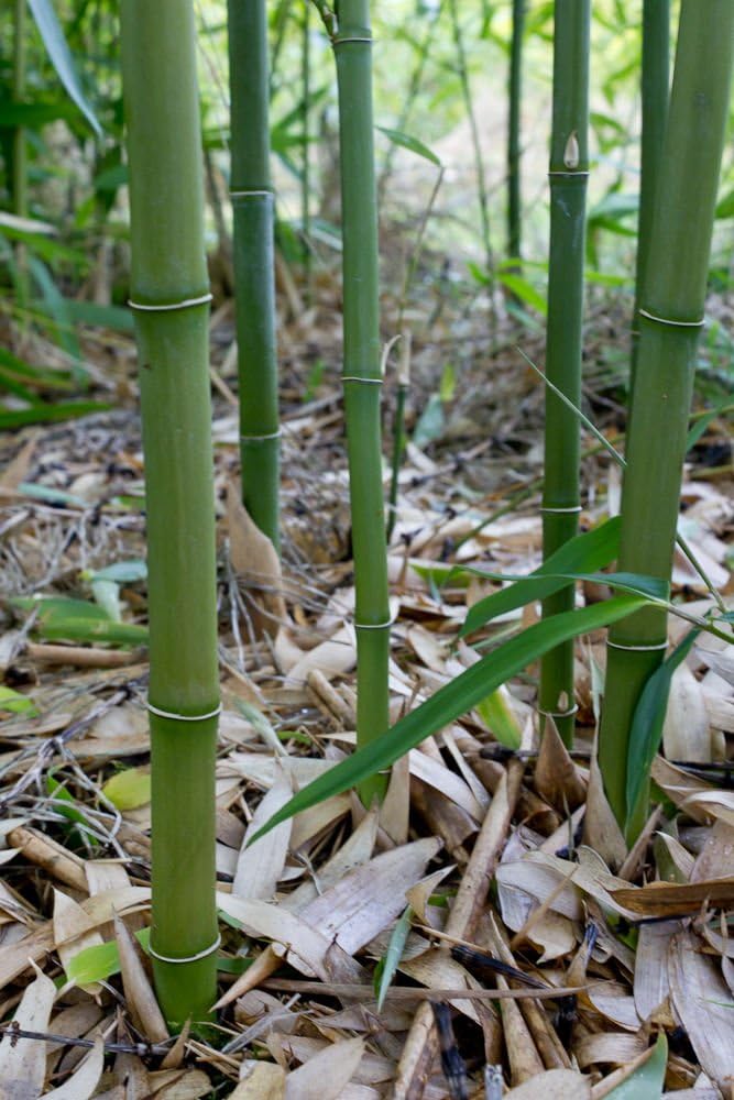 GGOOT 100 Bamboo Seeds (Phyllostachys Heteroclada) Amazon.ae Patio
