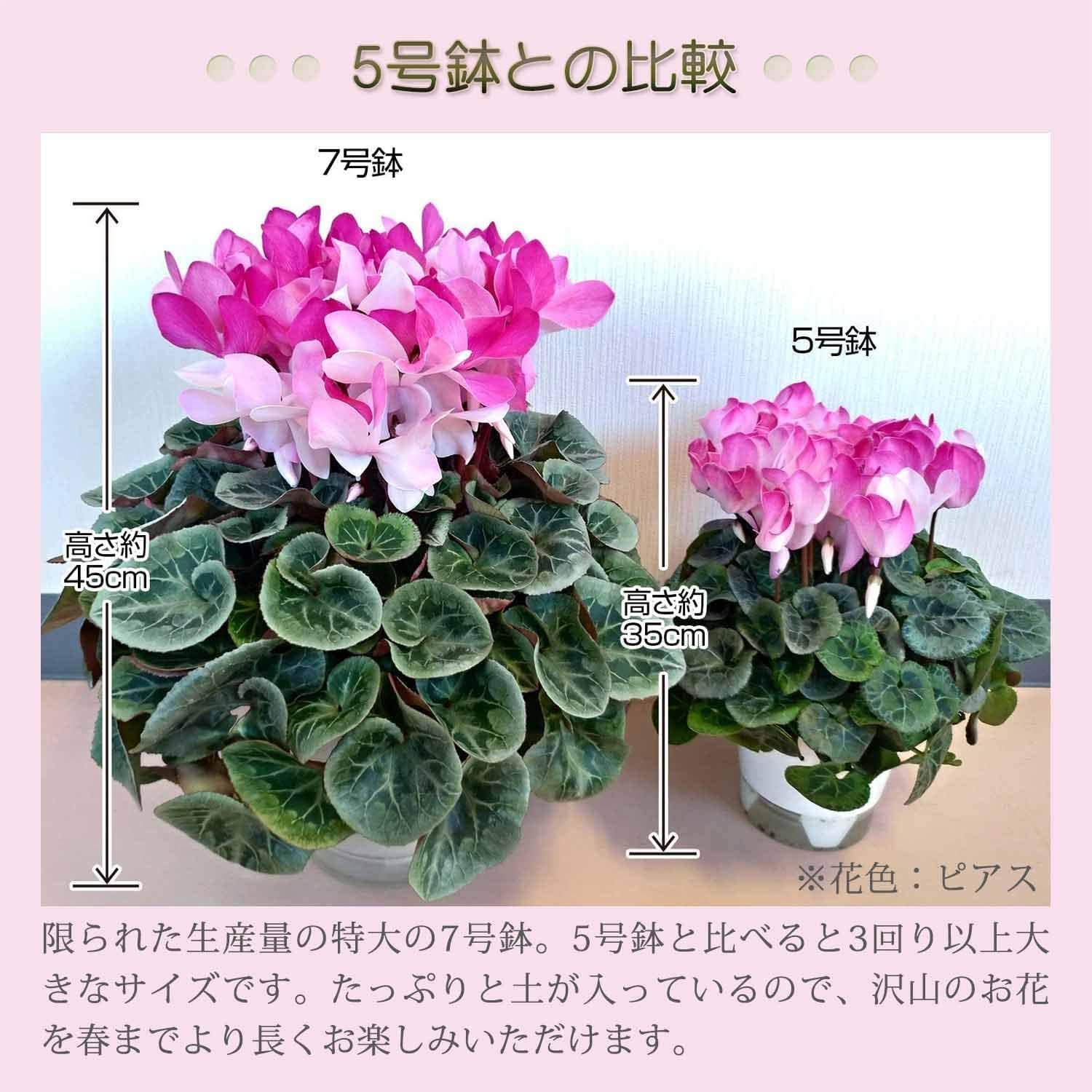 タジトウ様確認用　シクラメン『マカロンショコラ』７号♪ シクラメン 『マカロンショコラ』 | すべての商品 | | Junk sweet