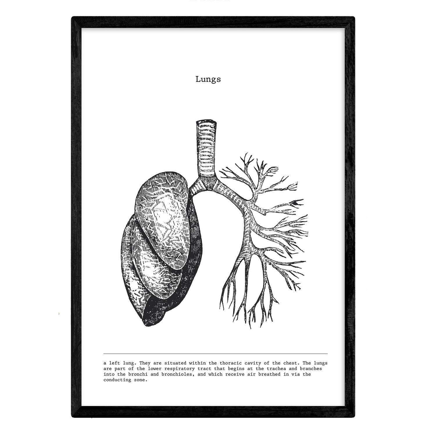 Nacnic Anatomy Poster. Vintage style wall decoration of lungs, muscles and bones. Assorted black and white pictures of human anatomy and body parts. Size A4.