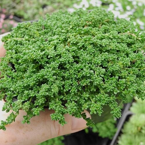 Miniatura 4 de Outsidepride Perennial Herniaria Glabra - Alfombra verde Rupturewort de bajo crecimiento propagación cubierta del suelo 5000 semillas