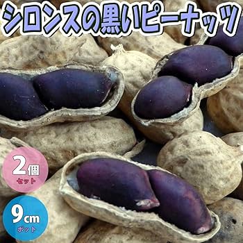黒落花生種 500 楽天市場】黒落花生 種の通販