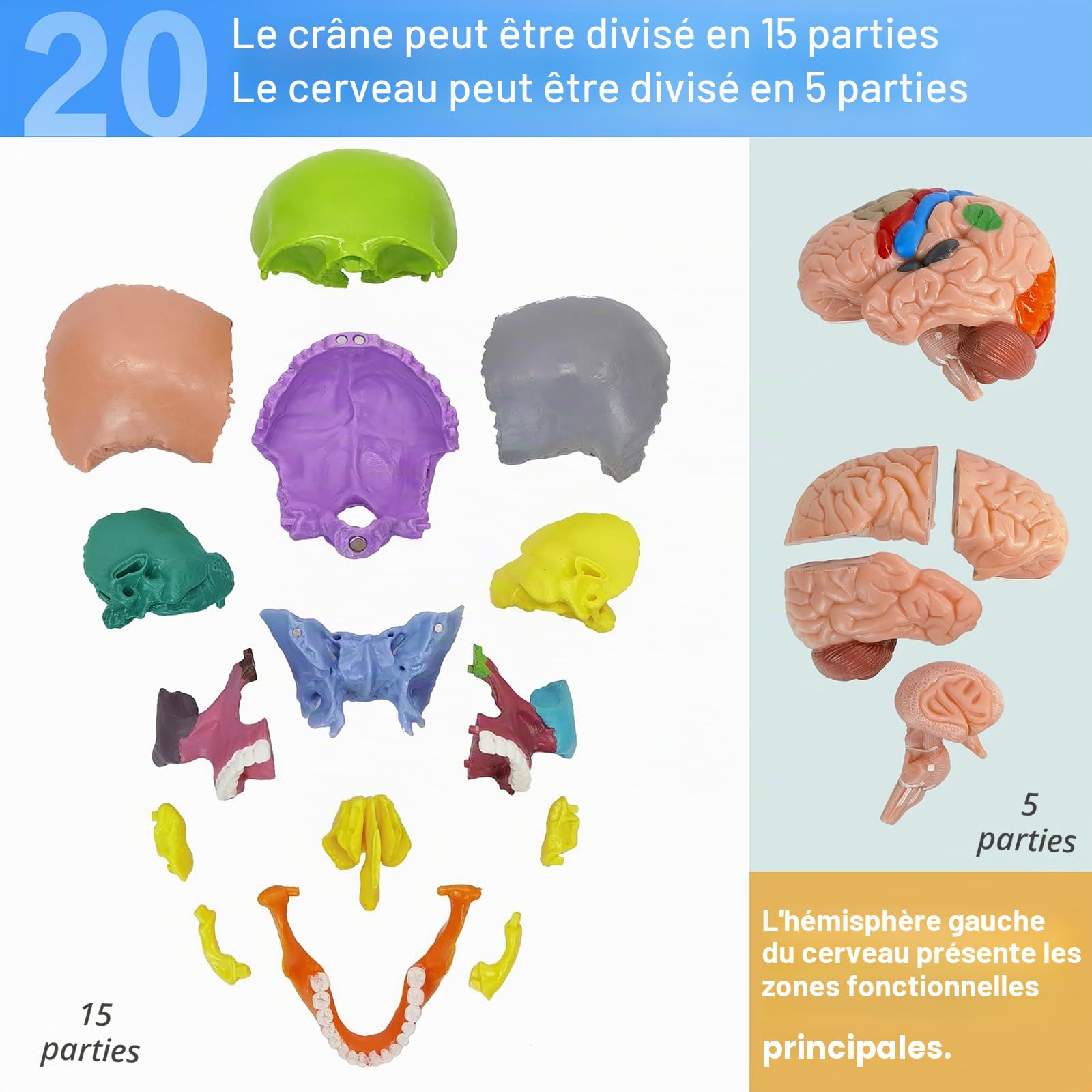 EVOTECH SCIENTIFIC Modèle de crâne miniature humain, petit crâne avec cerveau, tête humaine avec cerveau pour apprendre, affichage éducatif