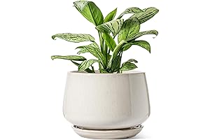 LE TAUCI Ceramic Planters: Modern Pots with Drainage and Saucer