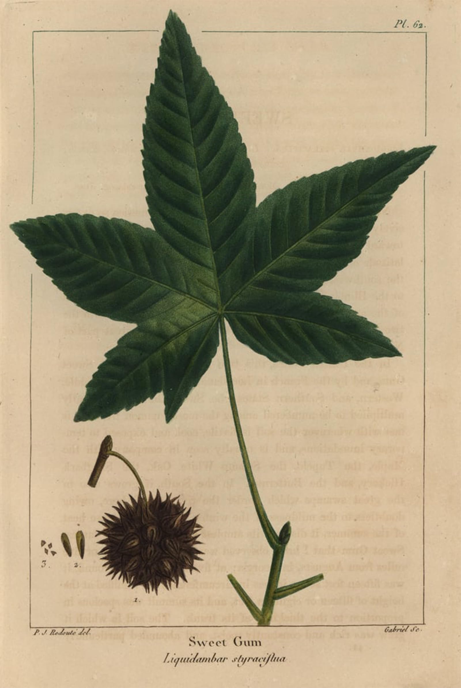 Lienzo de Pierre Redouté con árbol de liquidámbar: arte mural selecto de 60x90cm 5