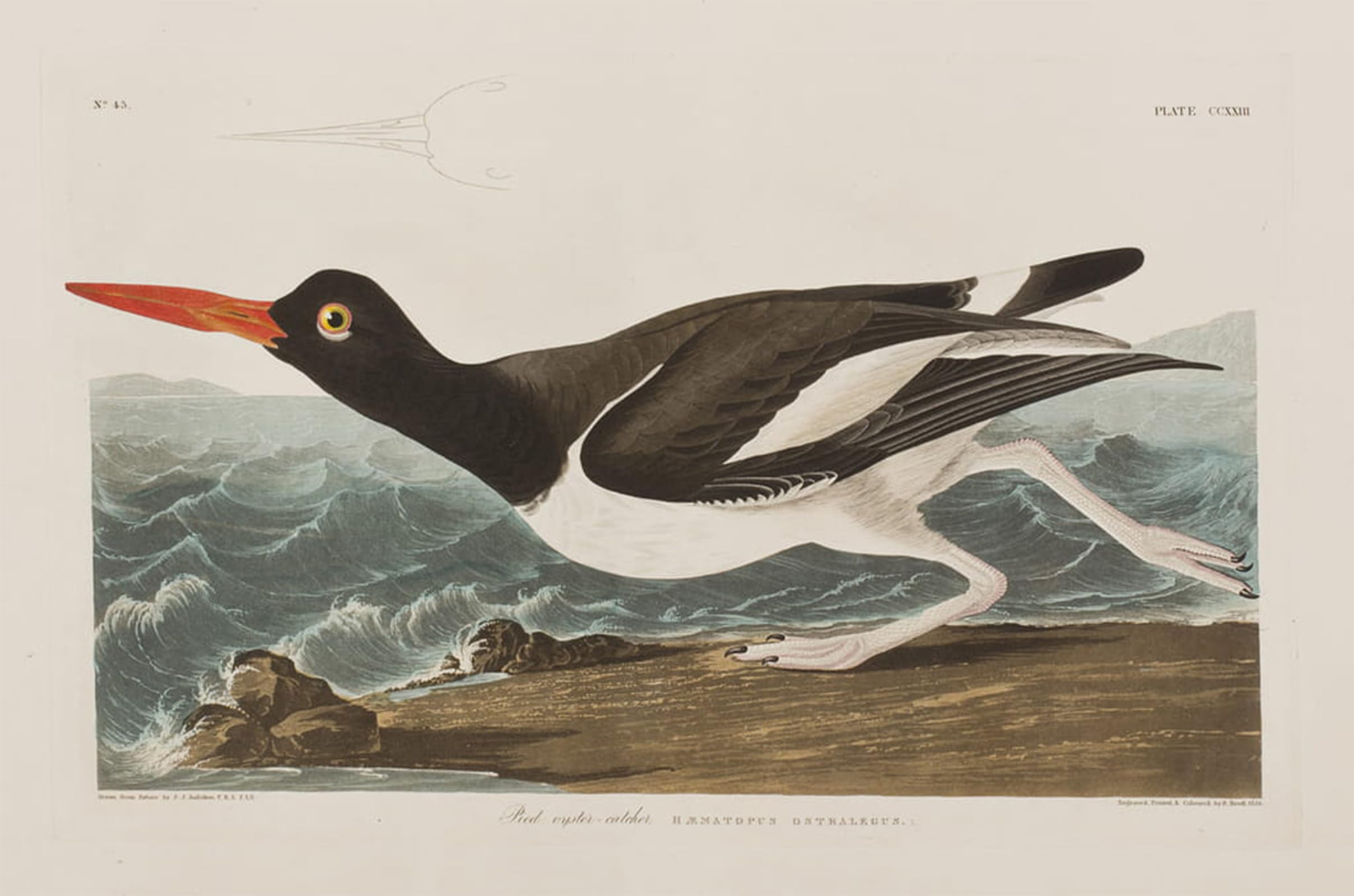 ARTXLXXBN Famous Painting Art Wall Decor Abstract Art Picture Illustration From birds of America by John Jamess Audubon Animal Pictures for Home Decor 60x90cm