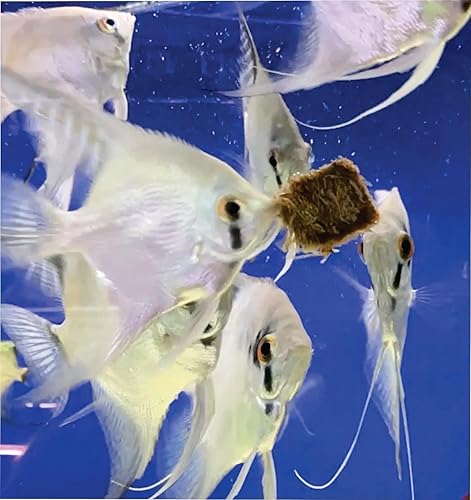 Miniatura 8 de Gusanos negros liofilizados con aumento de color, ideal para acuarios tropicales y marinos, alto contenido de proteínas, sin conservantes, reemplazo