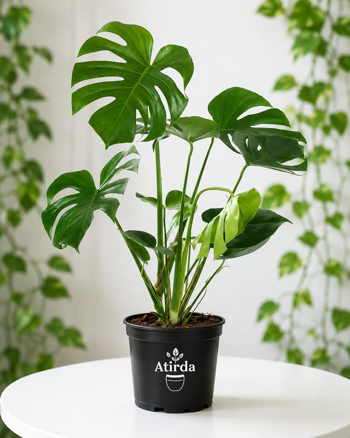 Monstera Deliciosa Plant - Live Tropical Houseplant -1 Monstera Deliciosa Plant - Live Tropical Houseplant -1