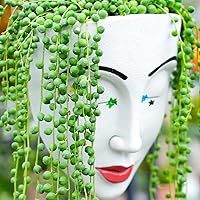 Vista 3 de Cadena de perlas (Senecio Rowleyanus) de 4 pulgadas, suculenta viva enraizada en macetas con mezcla de tierra, planta doméstica rara para decoración