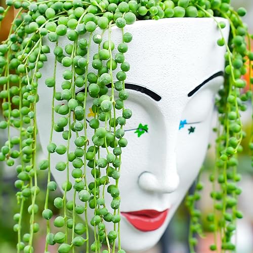 Miniatura 3 de Cadena de perlas de 4 pulgadas con maceta de rayas verdes, planta suculenta viva para el hogar, oficina, boda, decoración colgante, proyectos de