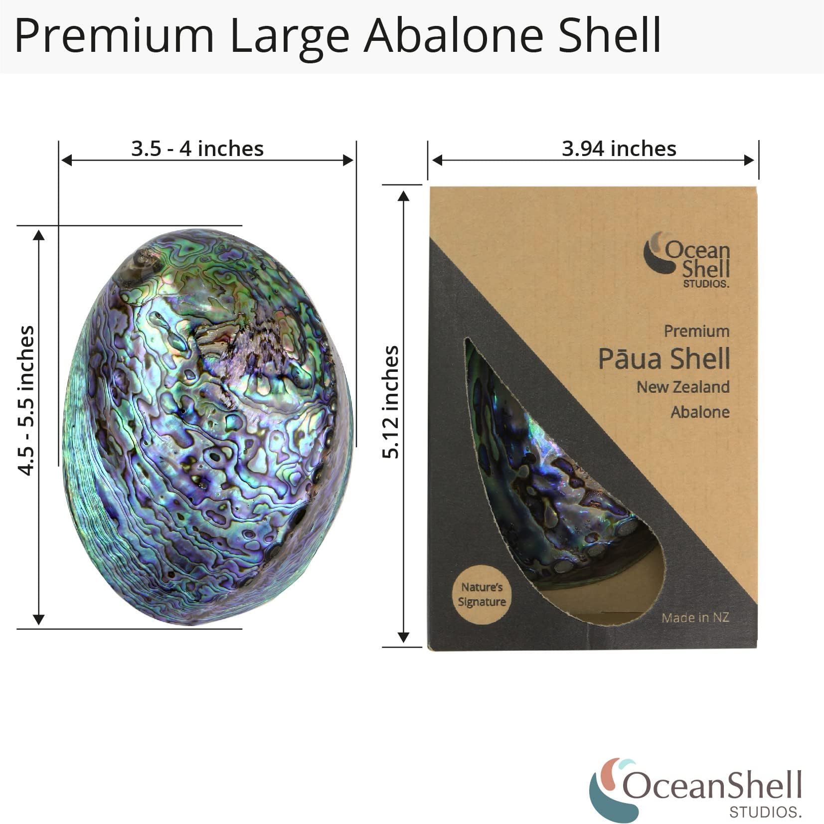 Amazon.com: 拋光鮑魚殼,4.5 英吋(約11.4 公分)至5.5 英吋(約14.0 公分