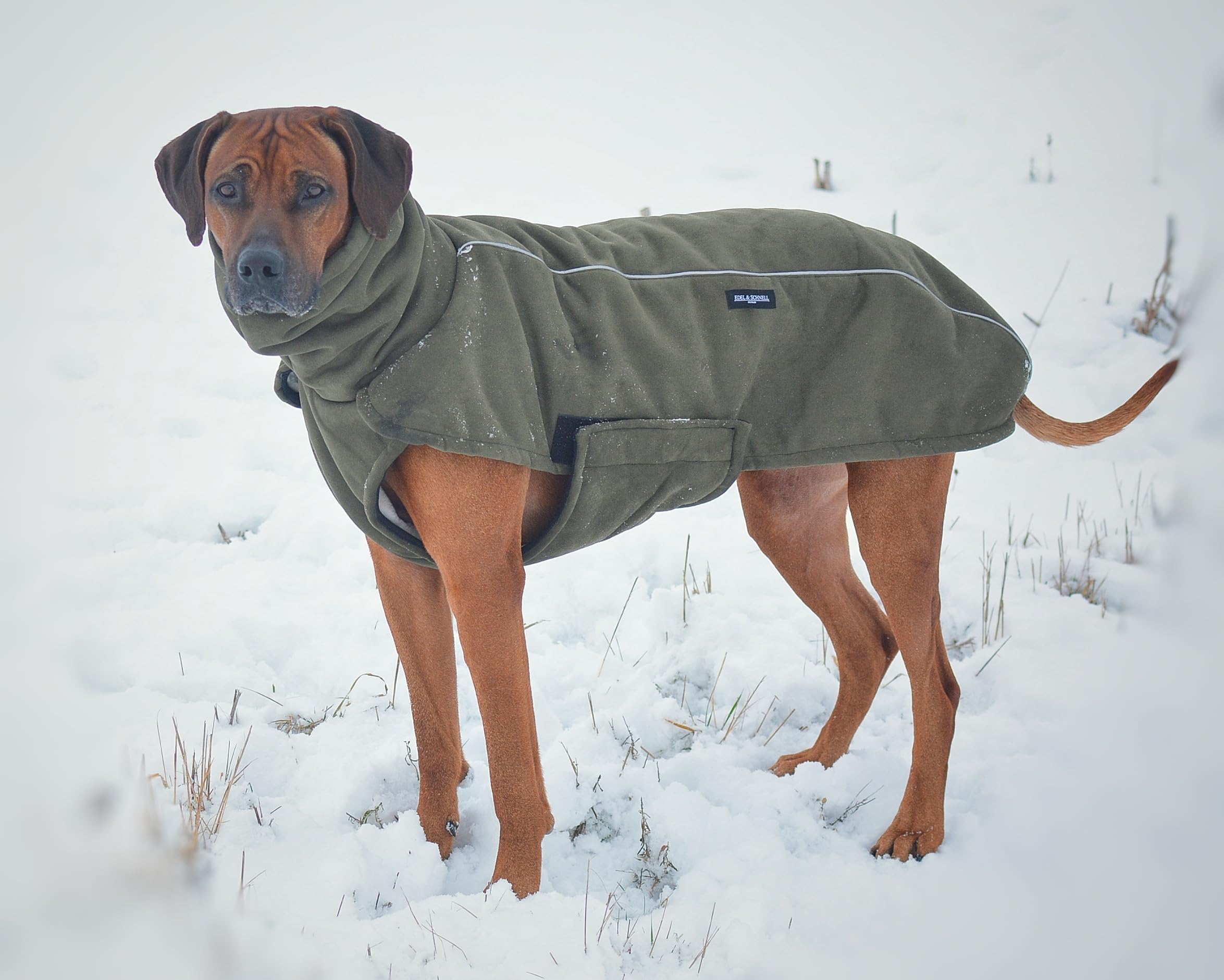 EDEL&SCHNELL Hundemantel kleine Hunde 40 bis 45 cm luxuriöse Hundejacke in grün mit Bauchschutz Windhund Wintermantel wärmend mit Wildleder und weichem Kunstfell