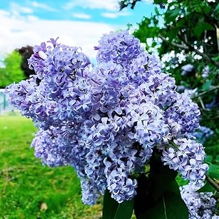 Semillas de árbol lila perenne resistente - plantas lilas resistentes、 Plantas de balcón, árboles de jardín resistentes. jardín de flores, plantas de jardín planta de balcón, semillas 500pcs