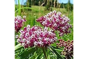 Pink Milkweed Live Plants: Monarch Butterfly Garden Haven