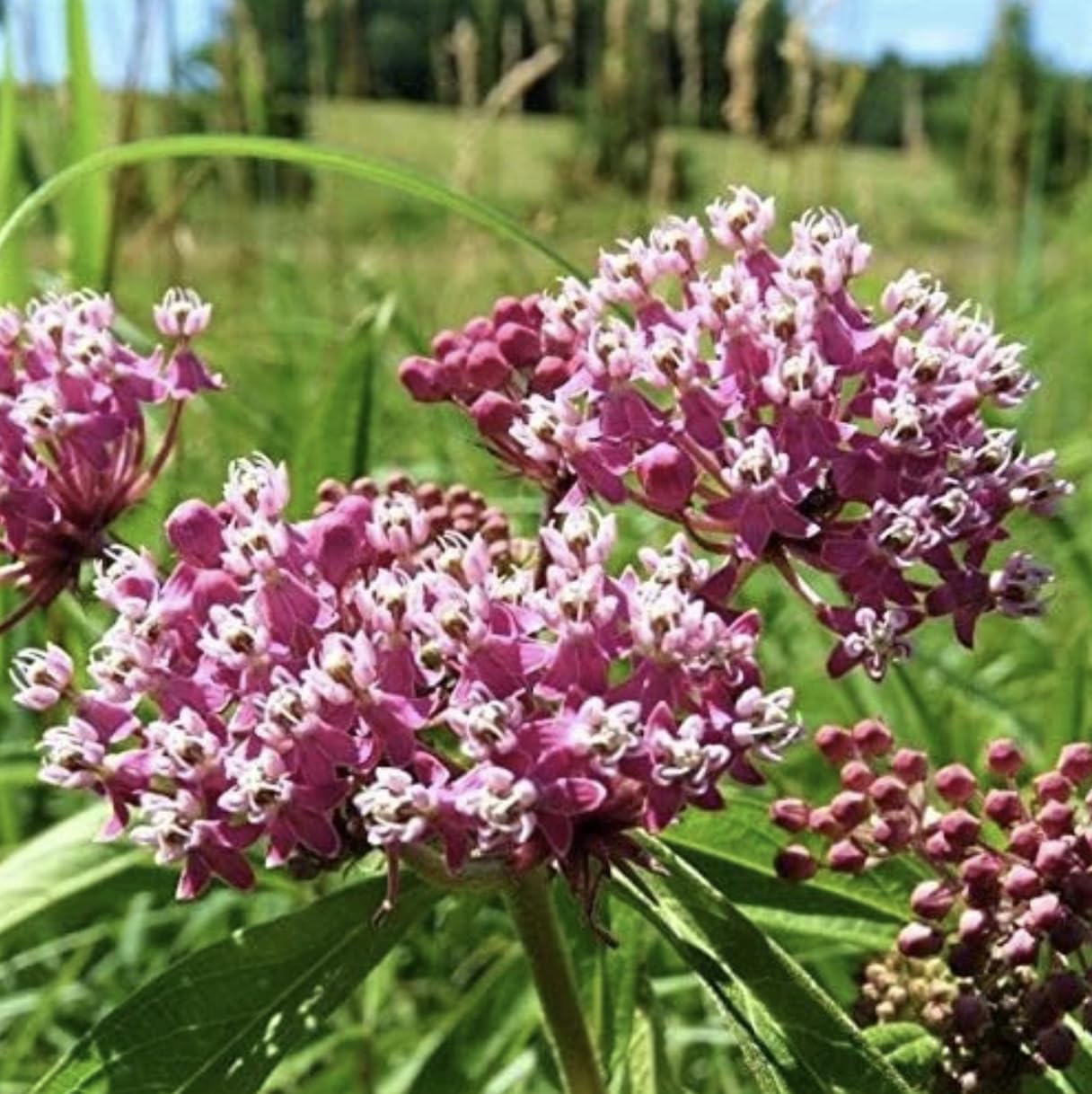 Pink Milkweed Live Plants