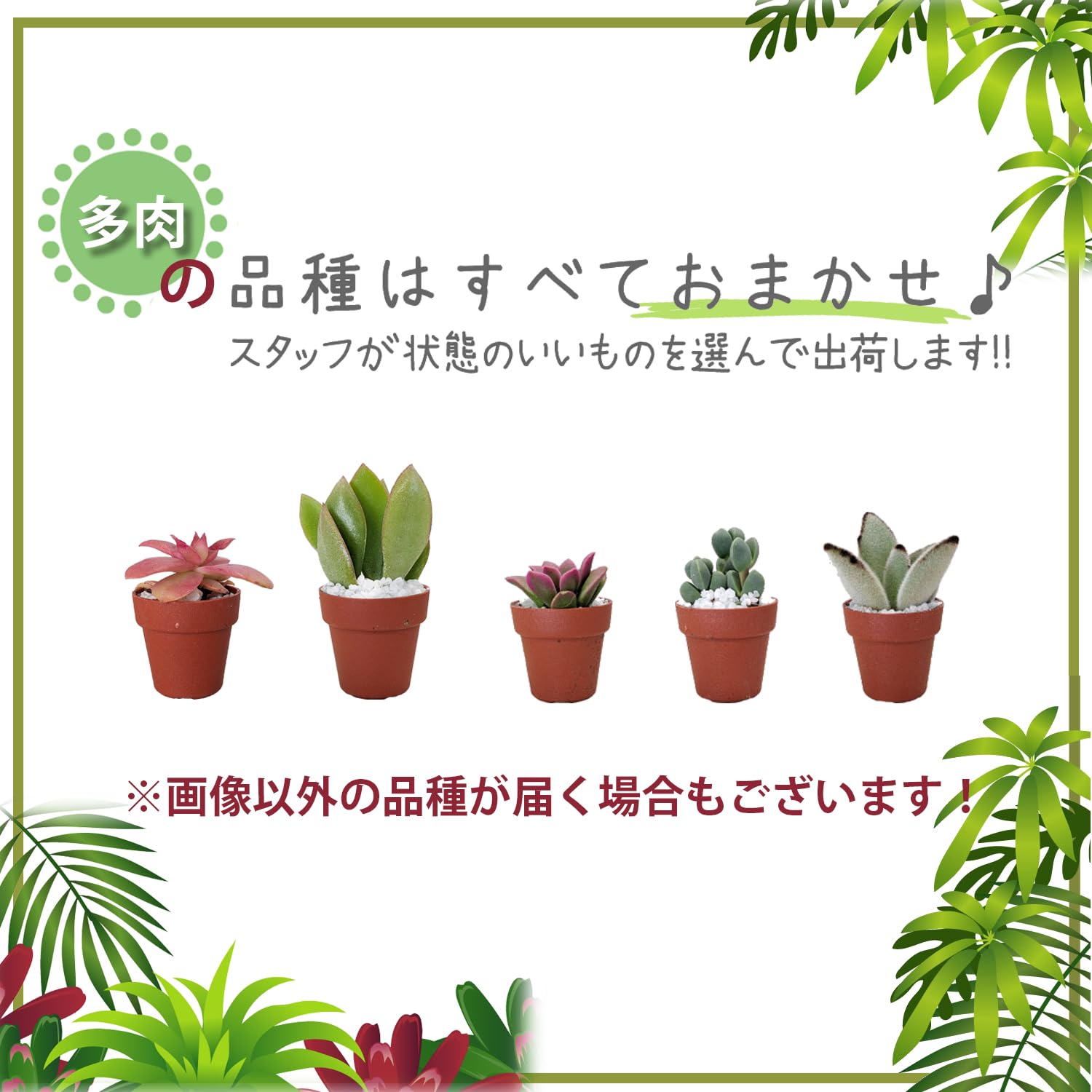 Amazon｜花のギフト社 多肉植物 インテリア 観葉植物 ギフト