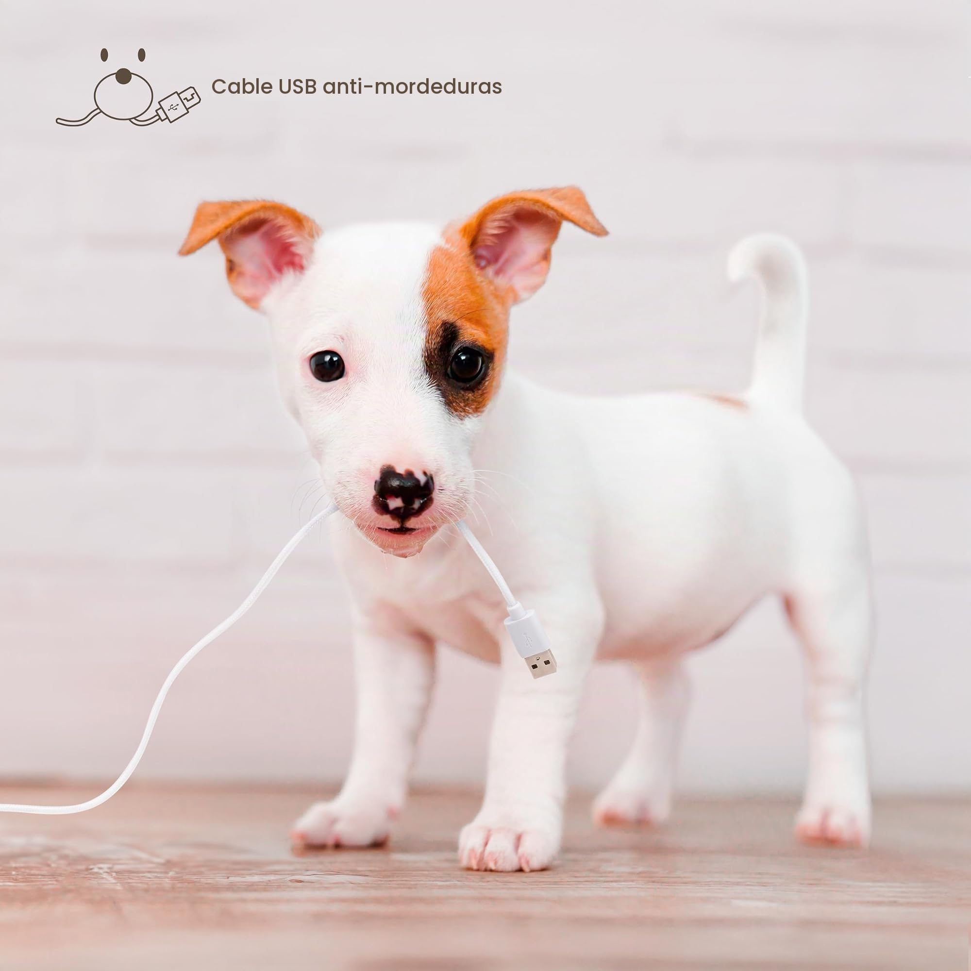 Ufesa Comedero Dispensador Automático para Mascotas 3L, Programable hasta 4 Comidas Diarias, Bol de Acero Inoxidable, Cable USB Antimordeduras, Sistema Antiobstrucción, Cierre Infantil y Alarma Sonora