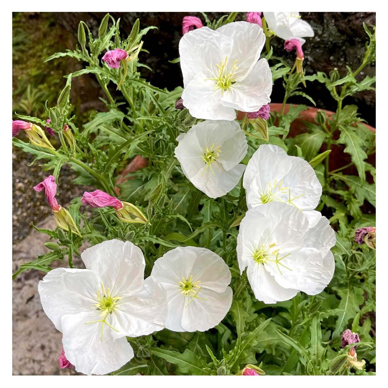 Amazon.co.jp: 本月見草（夜咲き・白）9cmポット 2苗 : DIY・工具