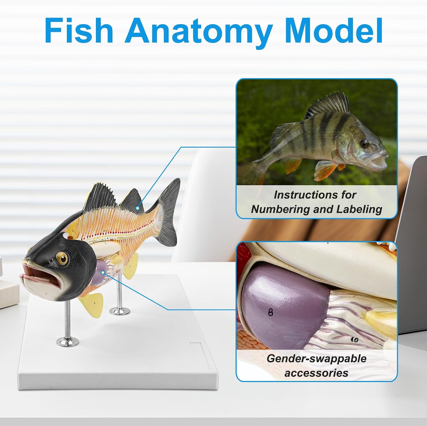 JNMFTD Fish Dissection Model,Life-Size 5 Parts Removable Perch Anatomy Model Organs Gills Skeleton Intestinal with Product Manual Card Digital Label for Medical Scientific Education Display Biology
