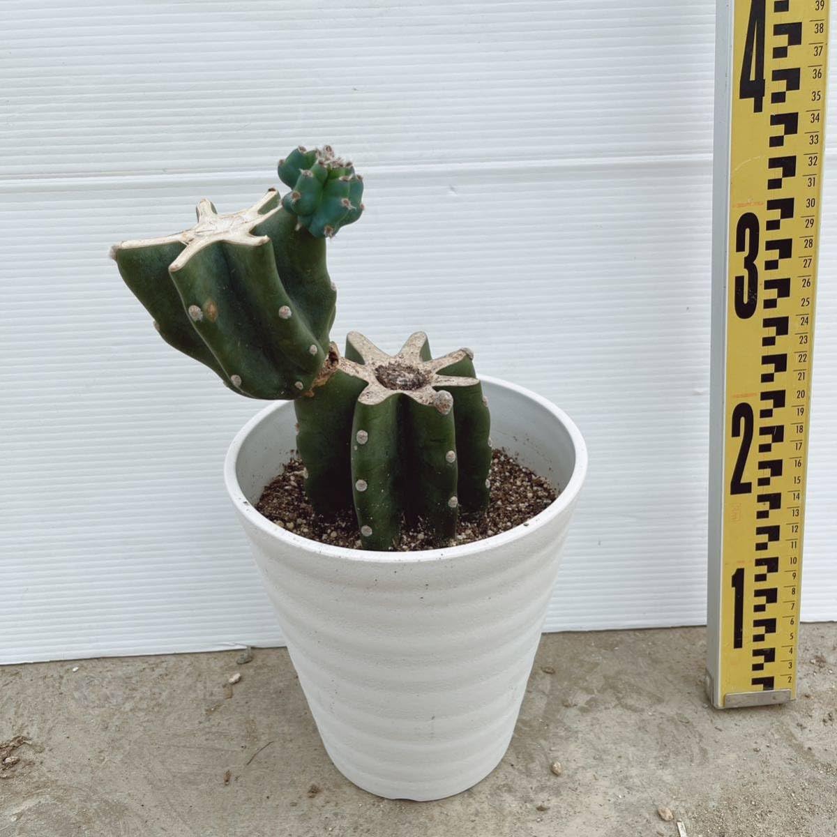 六武衆 ほぼ全種 各1 セット　(出品番号⑥) Amazon.co.jp: 「AC」CROWTOYS 1/12 鬼甲衆シリーズ 武士 侍 鬼