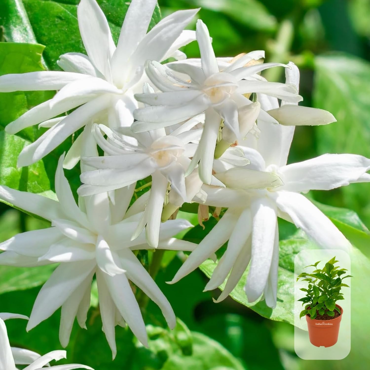 Amazon.in: Indian Gardens: Jasmine plants