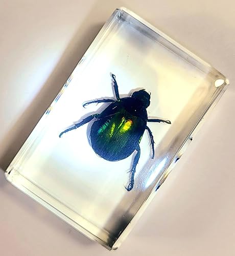 Miniatura 380 de Escarabajo de algodoncillo azul cobalto real de 1.732 in en espécimen de resina de lucita cristalina, insectos, insectos preservados, colección