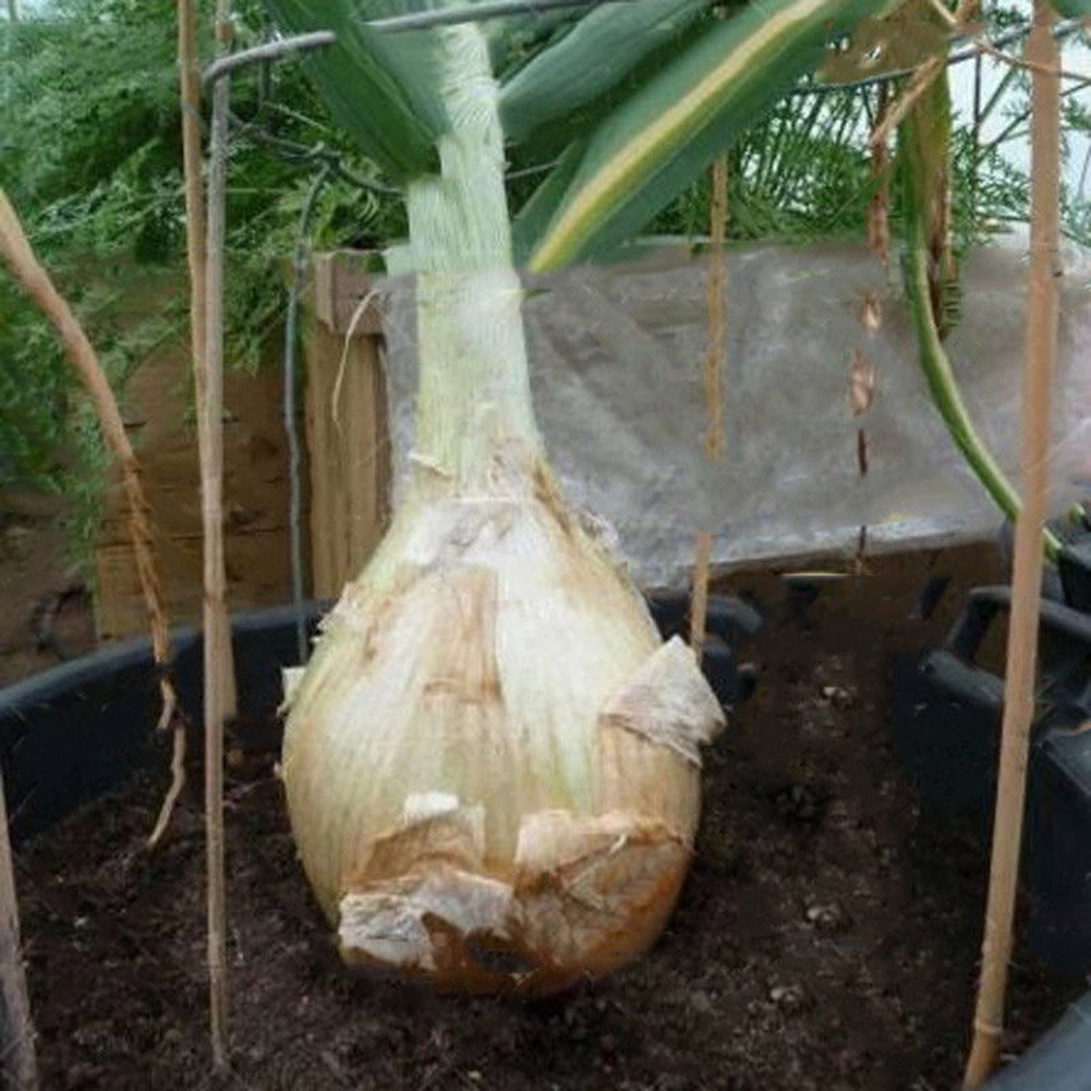 VibeX Organic Giant Onion Seeds Spanish Heirloom -500 Seeds (B0B9Y1TCMS) Amazon Price History, Amazon Price Tracker