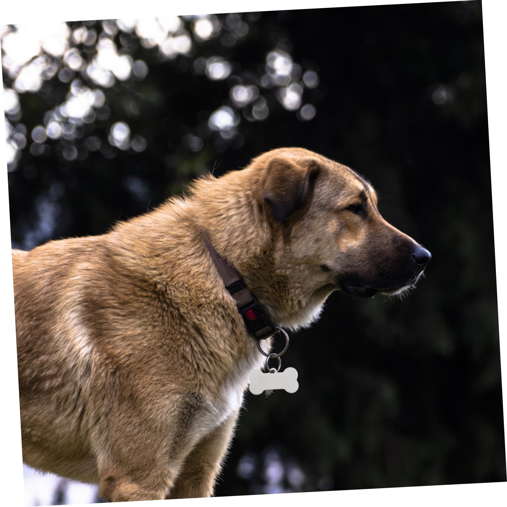 25piezas Etiquetas De Identificación De Mascotas Acero Inoxidable Diseño De Hueso Grabables y Resistentes Para Perros y Gatos Para Paseos Diarios y Eventos De Mascotas