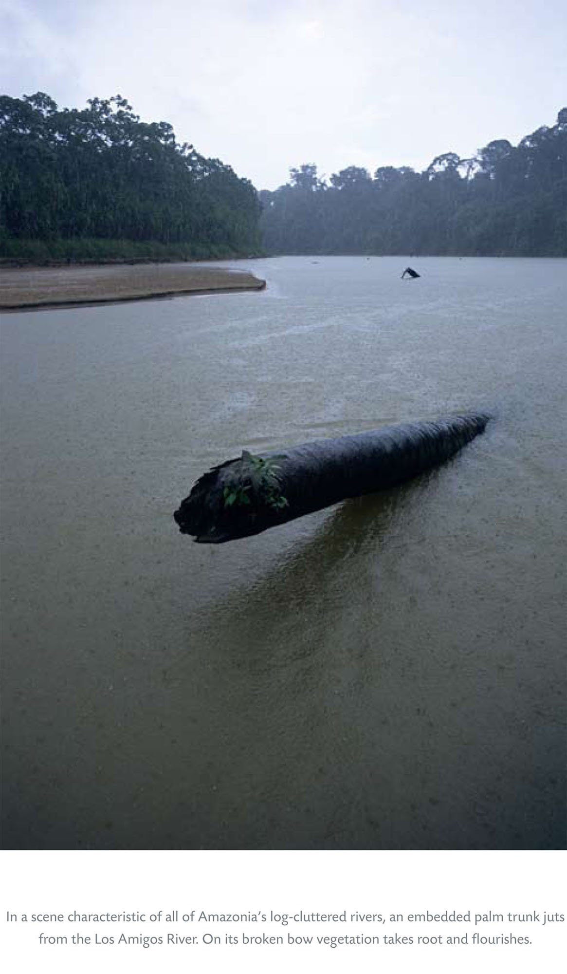 Amazonia