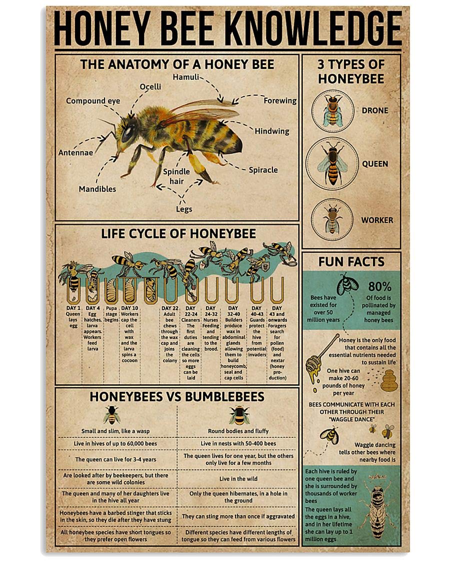 peiyeety Honey Bee Knowledge Metal Tin Signs 3 Types Of Honeybee Information Retro Poster Popular Science Educational Charts Wall Plaques Decor For Home Classroom Room Office 12x18 Inch