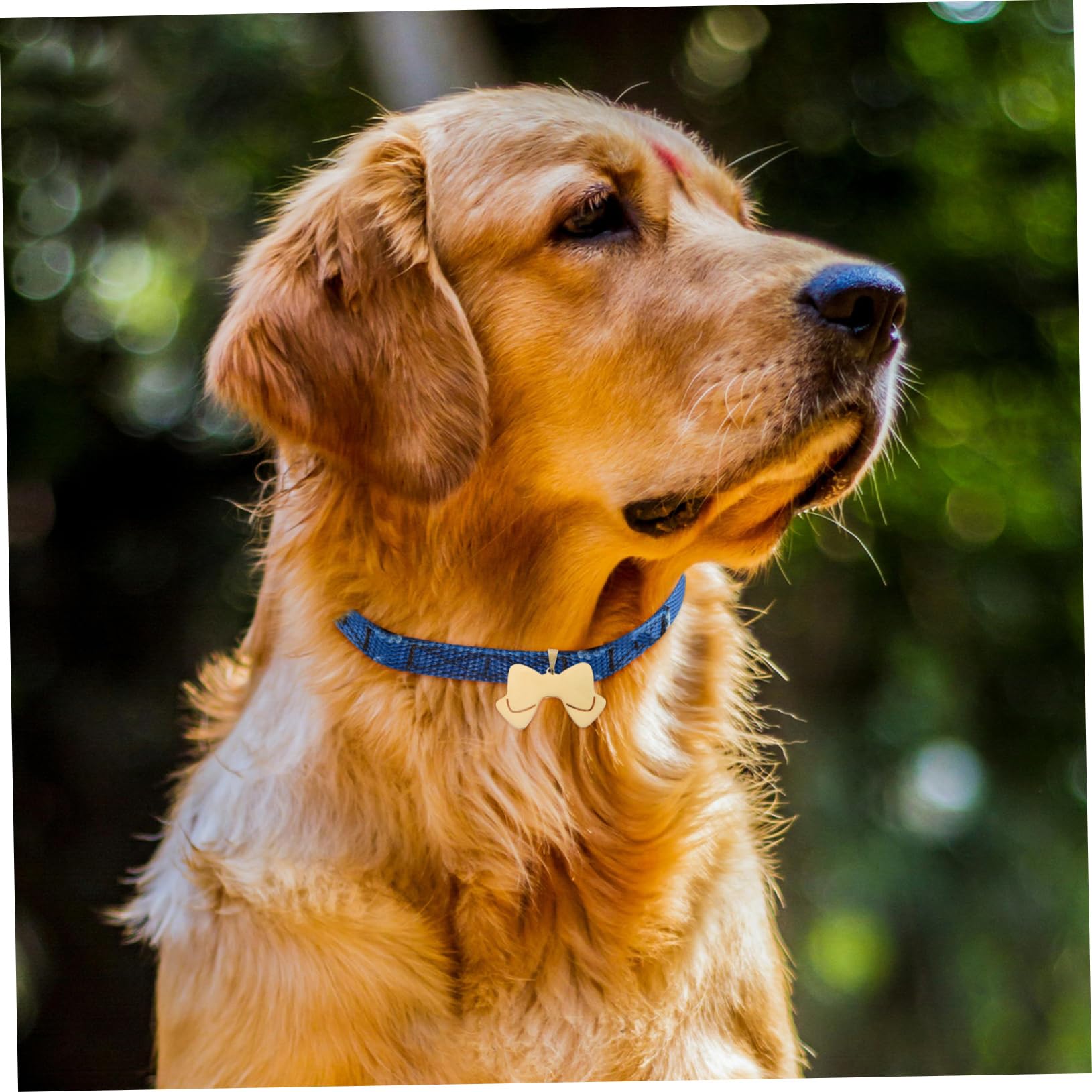 INOOMP 20 Piezas Etiqueta De Perro Colgante Etiquetas De Perro En Etiquetas En Para Mascotas Etiqueta De Identificación De o De o Personalizadas
