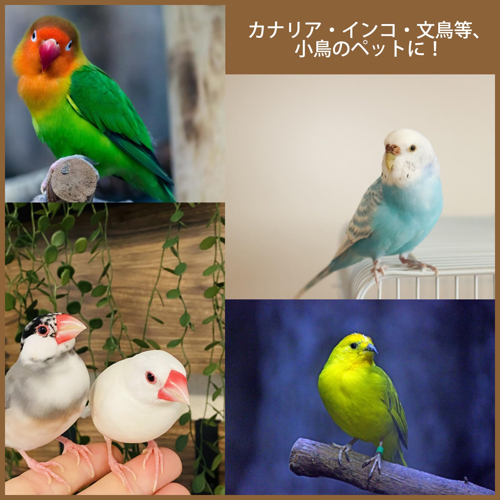 Amazon | 無添加 カナリアシード 500g 小鳥のエサ インコ 文鳥 などに